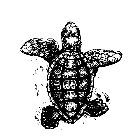 30Aturtle Sticker by BAG30A