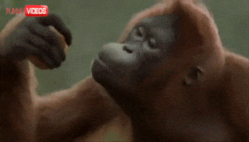 dance monkey GIF