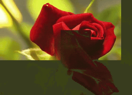 Valentines Day Rose GIF