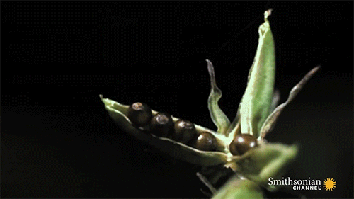 plants GIF by Digg