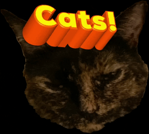 Cats Brenda GIF