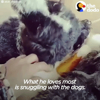 duck GIF by The Dodo