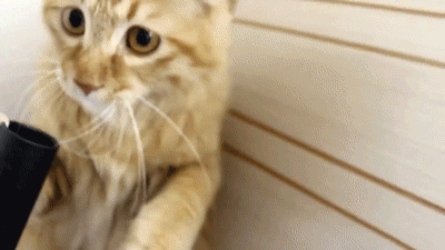 cat vacuum GIF