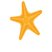 panhandlegetaways vacation starfish 30a destin Sticker