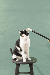 animation cat GIF by Gap