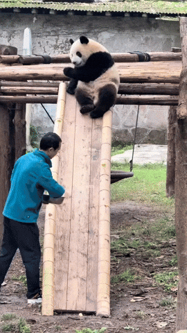 cuteanimalland giphyupload GIF