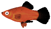 sea life swimming Sticker