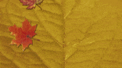Fall Orange GIF by PBS Digital Studios