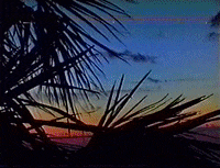 hi8 Sunset palms