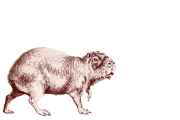 JeugdwerkGent giphyupload capybara jeugdwerkgent vreewijs Sticker