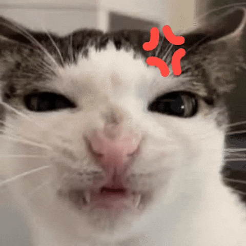 alurchopp cat angry cat cat angry GIF