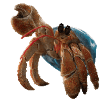 Ocean Life Animation Sticker by JoinZuzu