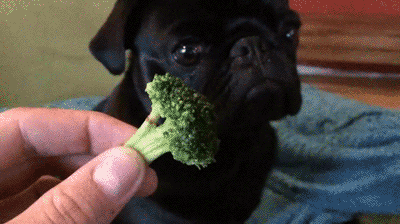 Video gif. A pug looks at a floret of broccoli in wide-eyed alarm.