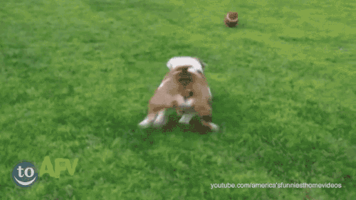 kingkaps7 giphyupload kingkap7 good boy get that football GIF