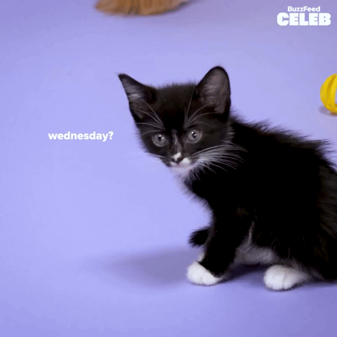 Caturday All Day!
