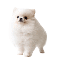 Puppy Grooming Sticker by TauroProLine_official