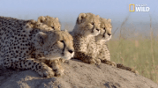 nat geo big cat week GIF by Nat Geo Wild 