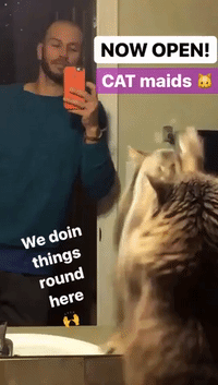 Cat Demonstrates Killer Mirror-Cleaning Skills