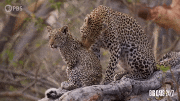 Licking Season 2 GIF by PBS