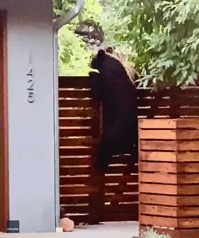 The Great Escape: Startled Bear Scales Fence in Boulder