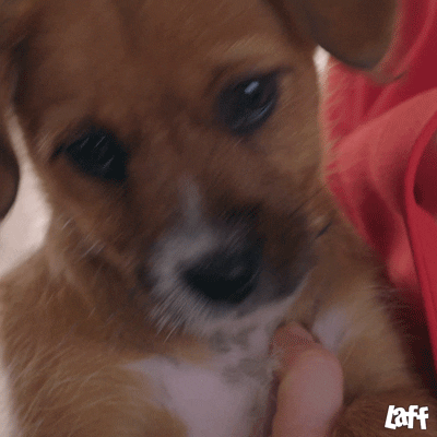 Dog What GIF by Laff