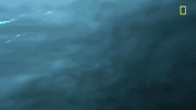 Nat Geo Ocean GIF by National Geographic Channel