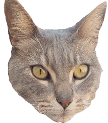 elemergente giphyupload cat ricardo emergente Sticker