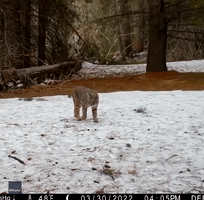 'It's Smelling My Footsteps': Trail Cam Captures Inquisitive Bobcat