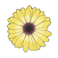 Flower Rose Sticker
