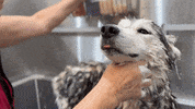RockyKanaka  GIF