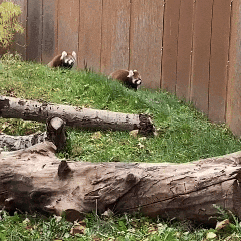 Red Panda Hello GIF by Valley Zoo Development Society