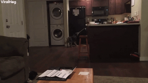 Clever Dog Has Drink Delivery Routine Down Pat GIF by ViralHog