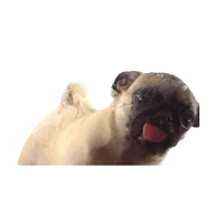 dog pug STICKER by imoji