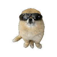 Dog Baby Sticker