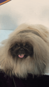 Dog Show GIF by Westminster Kennel Club