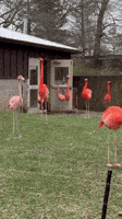 Flamingos Raise a Ruckus at Indiana Zoo as Late-Season Snow Falls