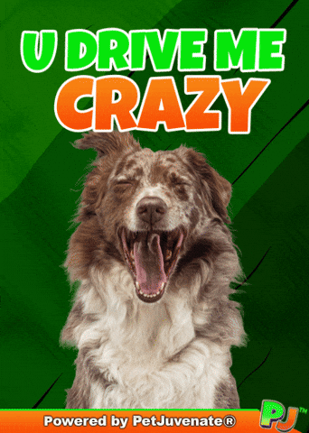 Love You Taylor GIF by PetJuvenate - PJ