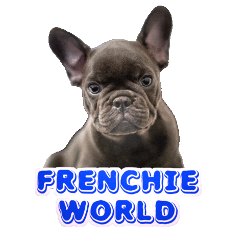 frenchieworld giphyupload frenchie french bulldog frenchie world Sticker