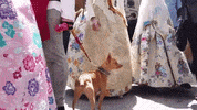 for91days cute dog spain perro GIF