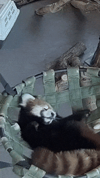 Sleepy Red Panda GIF by Valley Zoo Development Society