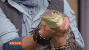 Food Rachel GIF by Rachael Ray Show