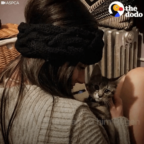 kitten GIF by The Dodo