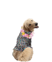 Rainbow Color Sticker