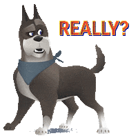 Dog Wtf Sticker by Warner Bros. Deutschland