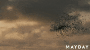 Film Festival Dance GIF by Magnolia Pictures
