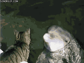 friends forever cat GIF by Cheezburger