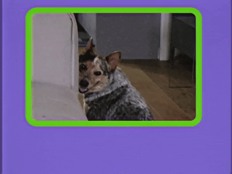 Dog Greeting GIF by GIPHY Studios 2021
