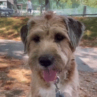 Dog GIF