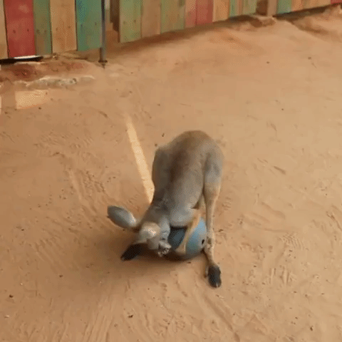 Kangaroo Joey Has a Ball as He Delights in Toy