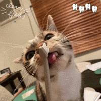 Cat Brushing GIF